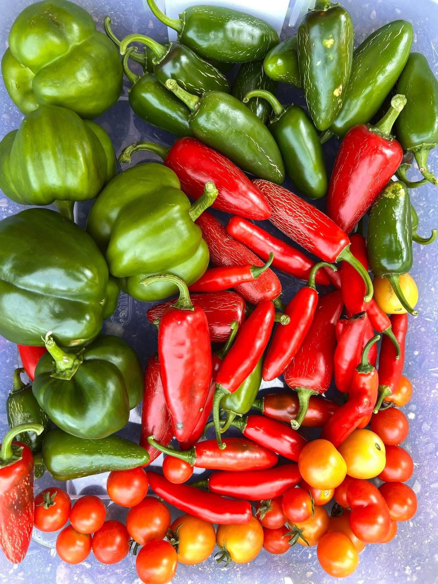 Community garden at Bridge of Peace